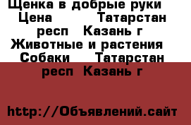  Щенка в добрые руки! › Цена ­ 100 - Татарстан респ., Казань г. Животные и растения » Собаки   . Татарстан респ.,Казань г.